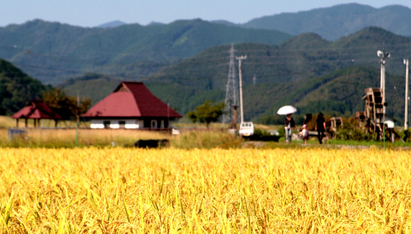 実りの稲の写真